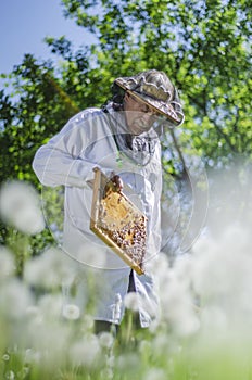 Senior apiarist in apiary making inspection