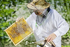 Senior apiarist in apiary making inspection