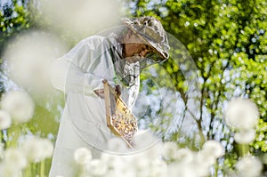 Senior apiarist in apiary making inspection