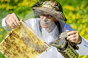 Senior apiarist in apiary making inspection