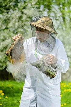 Senior apiarist in apiary making inspection