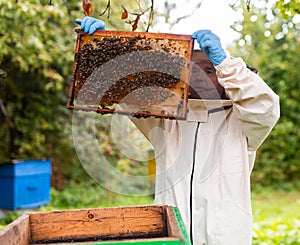 Senior apiarist holding hive frame
