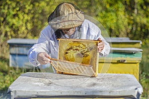 Senior apiarist making inspection in apiary