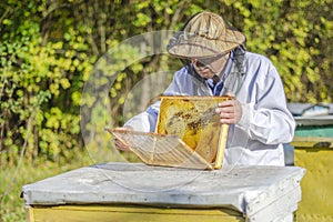 Senior apiarist making inspection in apiary