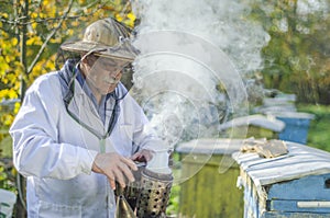 Senior apiarist making inspection in apiary