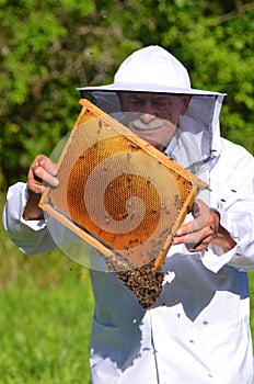 Senior apiarist making inspection in apiary