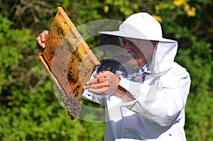 Senior apiarist making inspection in apiary