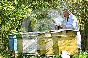 Senior apiarist is setting a fire in a bee smoker