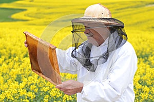 Senior apiarist working in the blooming rapeseed field