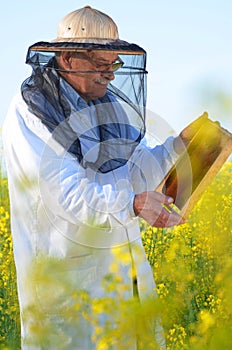 Senior apiarist working in the blooming rapeseed field