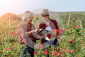 Senior Asian Farmers Holding Tablet and Talking with asian Young Woman in Rose Field