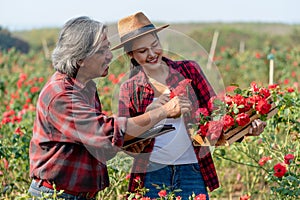 Senior Asian Farmers Holding Tablet and Talking with asian Young Woman in Rose Field