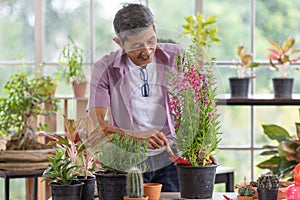 A senior Asian man working in a planting hobby room with happiness. Idea for green lover who plants tree and botany in corner of