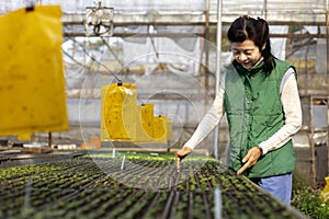 Senior asian woman gardener is preparing organics vegetable seedling inside her greenhouse during winter time to plant out into