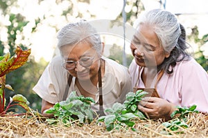 Senior asian woman of Genovese basil planting in garden with senior female hands