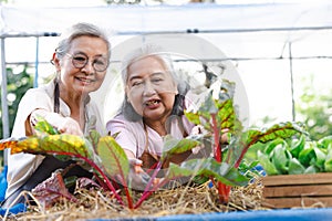 Senior asian woman harvest Swiss Chard in garden.Health and well being concept