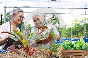 Senior asian woman harvest Swiss Chard in garden.Health and well being concept