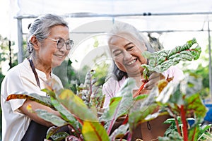 Senior asian woman harvest Swiss Chard in garden.Health and well being concept