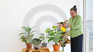 Senior Asian women Take care of the plants inside the house