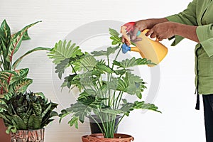 Senior Asian women Take care of the plants inside the house