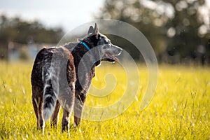 Senior Australian Cattle Dog or Blue Queensland Heeler