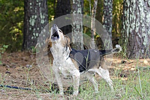 Senior Beagle Dog barking howling baying