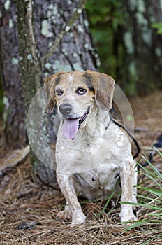 Senior Beagle Dog