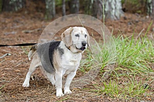 Senior Beagle Dog pet adoption photograph