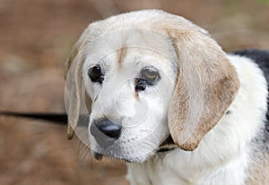 Senior Beagle Dog pet adoption photograph