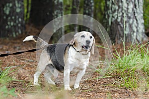 Senior Beagle Dog pet adoption photograph