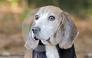 Senior Beagle rabbit hunting dog