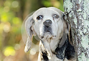 Senior Beagle Rabbit hunting hound dog