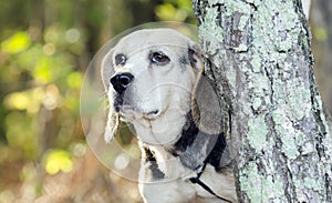 Senior Beagle Rabbit hunting hound dog