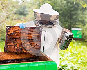 Senior beekeeper with fumigator in nature