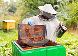 Senior beekeeper with a fumigator scans the hive