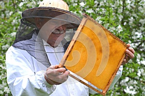 Senior beekeeper making inspection in apiary