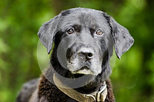 Senior Black Labrador mixed breed dog