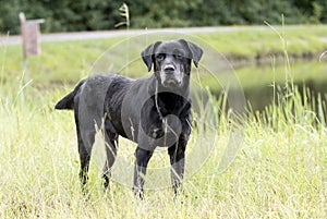 Senior Black Labrador Retriever Dog