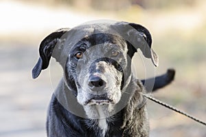 Senior Black Labrador Retriever dog with gray muzzle