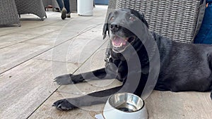 Senior blind black labrador dog drinks water from bowl. Caring for elderly animals. Pets play outdoors.