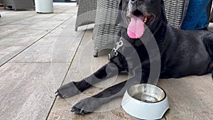 Senior blind black labrador dog drinks water from bowl. Caring for elderly animals. Pets play outdoors.