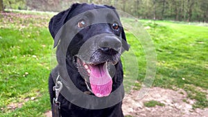 Senior blind black labrador dog plays outdoors in spring park. Caring for elderly animals. Pets play outdoors.