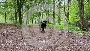 Senior blind black labrador dog plays outdoors in spring park. Caring for elderly animals. Pets play outdoors.