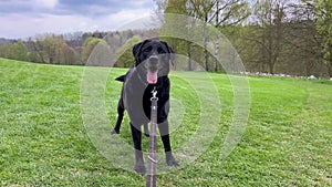 Senior blind black labrador dog plays outdoors in spring park. Caring for elderly animals. Pets play outdoors.