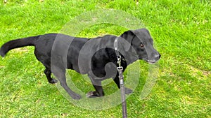 Senior blind black labrador dog plays outdoors in spring park. Caring for elderly animals. Pets play outdoors.