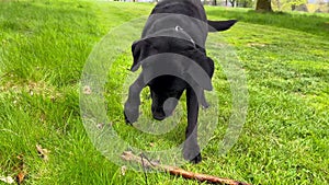 Senior blind black labrador dog plays outdoors in spring park. Caring for elderly animals. Pets play outdoors.