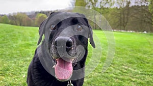 Senior blind black labrador dog plays outdoors in spring park. Caring for elderly animals. Pets play outdoors.