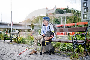 Senior blind man with guide dog sitting on bench in park in city.