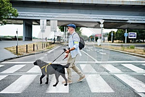 Senior blind man with guide dog walking outdoors in city, crossing the street.