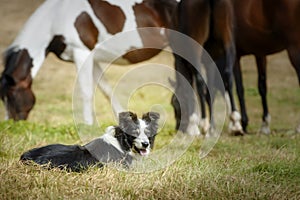 Senior Border Collie dog resting lying on the grass after running with its herd of horses